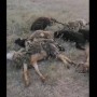 Қарағанды облысында мал жаппай қырылды