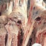 Министрлік мәлімдеме жасады: Киік еті қауіпсіз