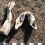 Ақмола облысында мамонт сүйегі табылды
