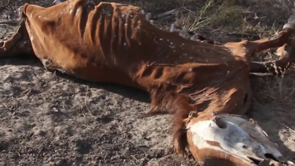 Жылқылар неге жаппай қырылып жатыр?.