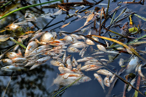 На реке Бадам под Шымкентом произошла массовая гибель рыбы