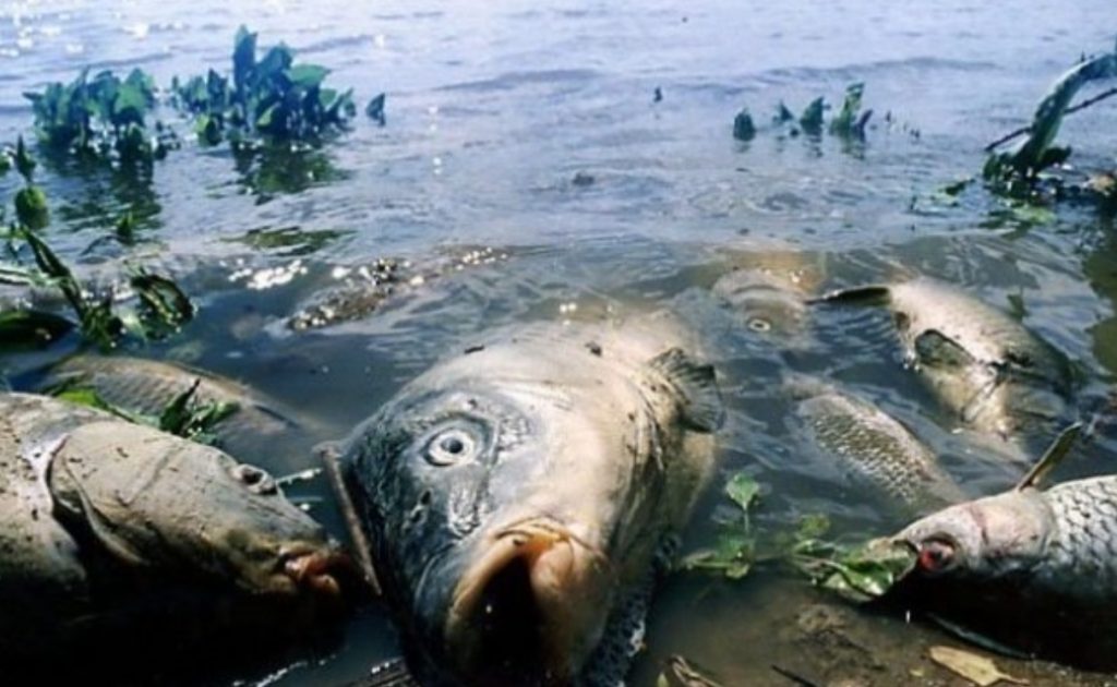 Атыраулық әкім балықтың қырылуын өзенге шомылған жылқы мен қойдан көрді