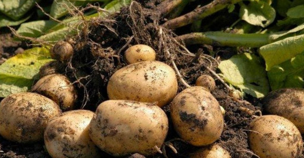 Сұлтанов картоп бағасымен күресуге шықты