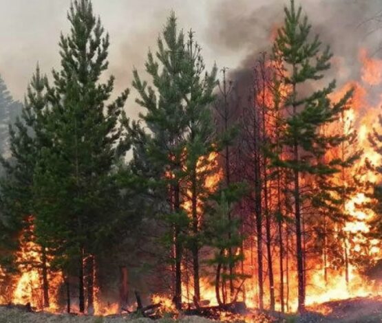 Қостанай облысындағы алапат өртке тракторшы кінәлі болып шықты