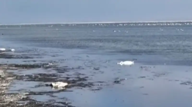 Массовая гибель лебедей на озере Караколь: блогер из Актау запечатлел трагедию