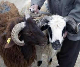 В Казахстане мужчина осужден за кражу баранов
