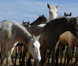 Вспышка неизвестного заболевания лошадей в селе Тортколь угрожает карантином