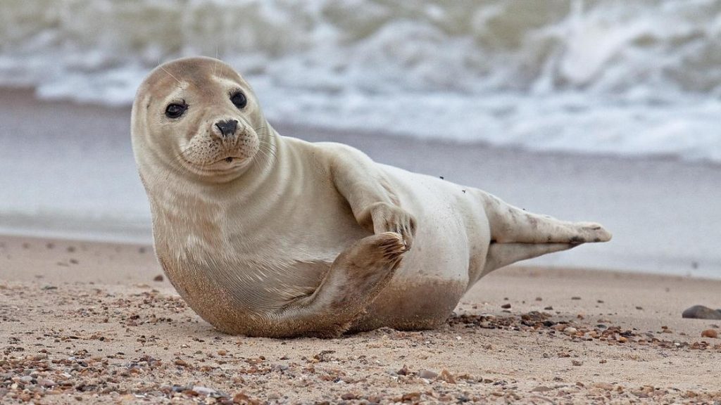 Массовая гибель тюленей в Каспийском море