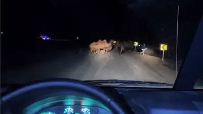Масштабная эвакуация скота в Атырау из-за угрозы подтопления