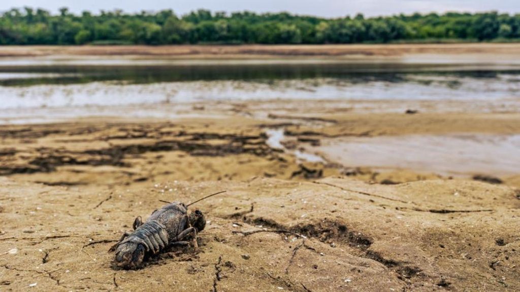 Мертвые раки обнаружены в водосбросном канале в Мангистау.