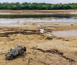 Массовую гибель раков обнаружили в водосбросном канале в Мангистау