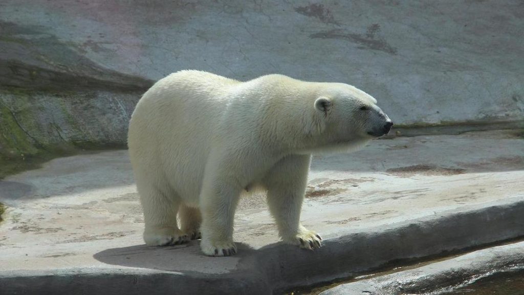 Белый медведь Том, который умер в зоопарке Алматы после перевозки из Чехии.