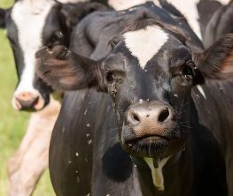 Гибель скота в Карагандинской области: сельчане обвиняют чиновников в бездействии