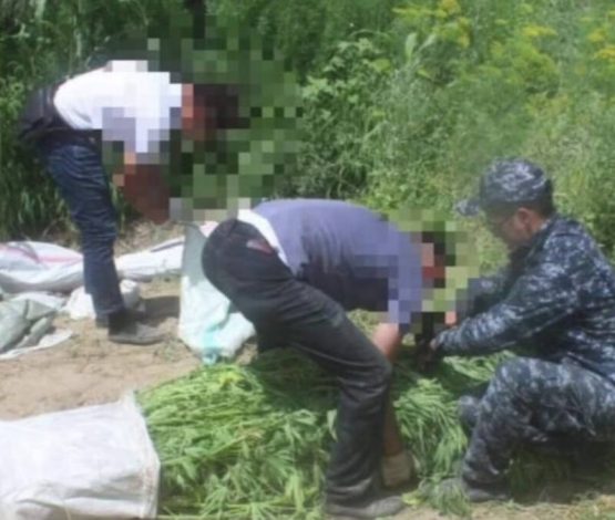 Операция «Карасора»: масштабная ликвидация наркоплантаций в Казахстане