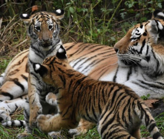 Подписан меморандум о возвращении тигров в Казахстан