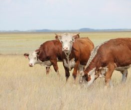 Сібір жарасы анықталған Үлкен Ақсу ауылына карантин енгізілетін болды