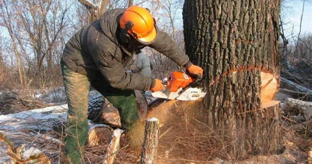 Алматыда емен ағаштарын заңсыз кескендердің үстінен қылмыстық іс қозғалды