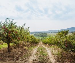 Алатау баурайындағы генерал Новиковтың жерлері мемлекет меншігіне қайтарылды