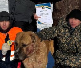 Ит таластыратындар ҚР заңына бағынбай ма? (ВИДЕО)