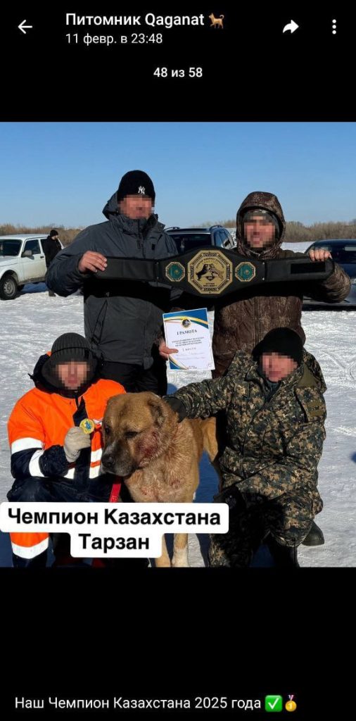 Ит таластыратындар ҚР заңына бағынбай ма? (ВИДЕО)